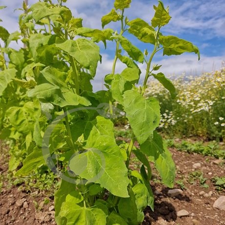 graine et semence Arroche blonde