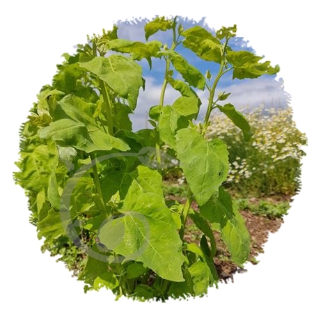 graine et semence Arroche blonde