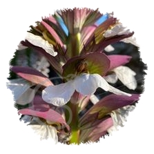 Acanthe à feuilles molles