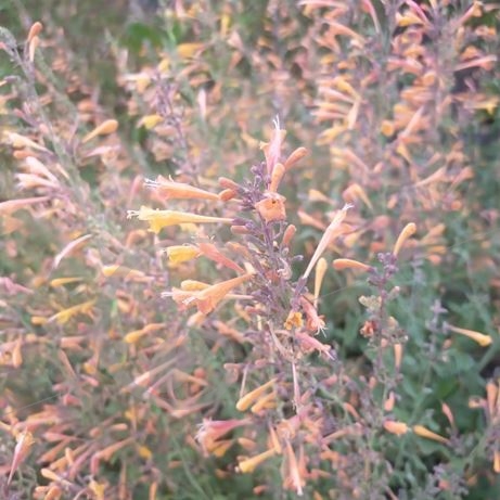 graine et semence Agastache dorée Navajo sunset