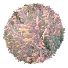 Agastache dorée Navajo sunset