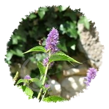 Agastache Anisée