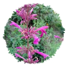 Agastache mexicaine Toronjil
