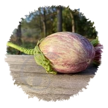 Aubergine striée  Listada de Gandia