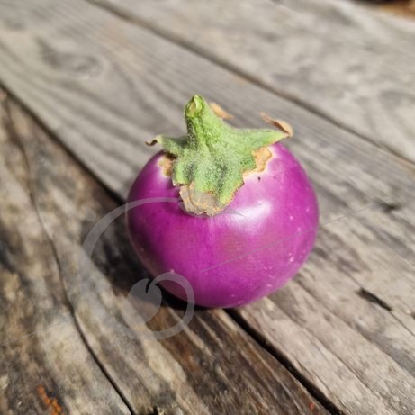 graine et semence Aubergine lao round lavender