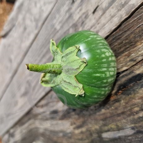 graine et semence Aubergine lao round green stripes