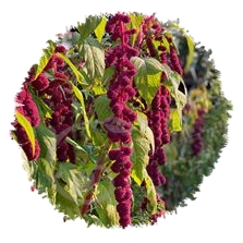 Amarante queue de renard en mélange