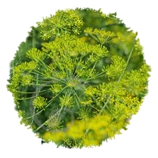Aneth officinale