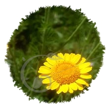 Anthemis des teinturiers