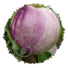 Aubergine rotonda bianca sfumata di rosa