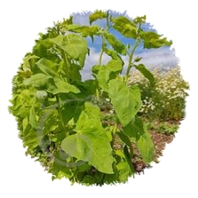 Arroches en mélange