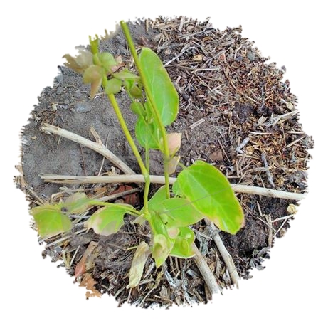 graine et semence Arroche verte