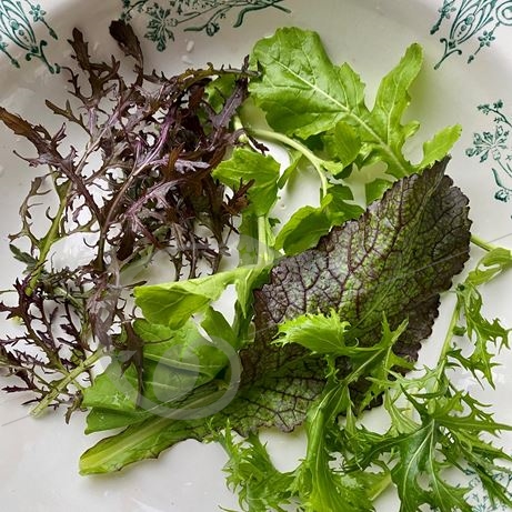 graine et semence Mesclun asiatique