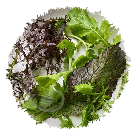 graine et semence Mesclun asiatique