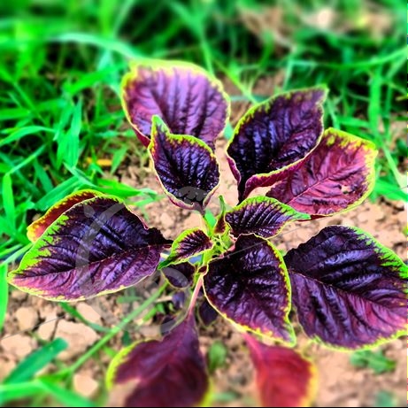 graine et semence Amarante sanguine Lin Choï