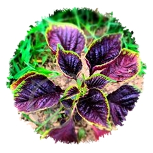 Amarante sanguine Lin Choï