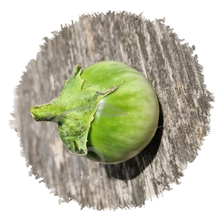 graine et semence Aubergine thaï round green