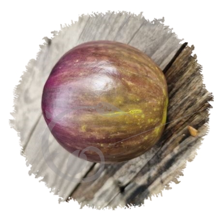 graine et semence Aubergine thaï round purple