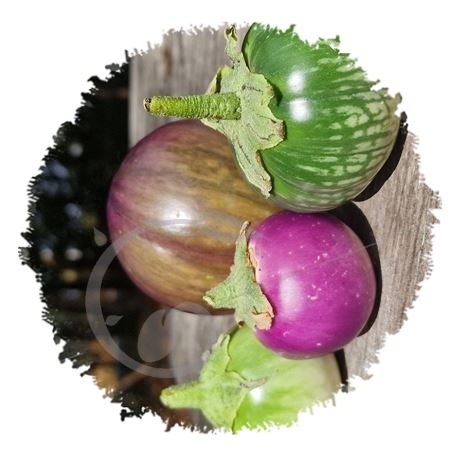 graine et semence Arroche triple rouge