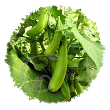 Aubergine Thaï long green
