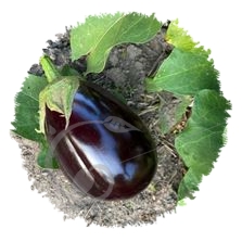 Aubergine ronde impérial black beauty