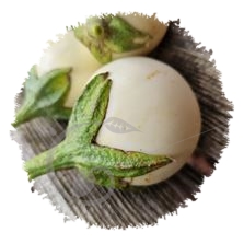 Aubergine blanche ronde à œuf