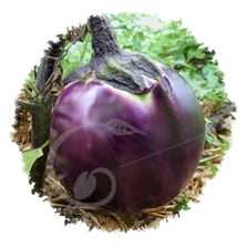 Aubergine ronde de Valence