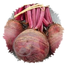 Betterave rouge Jannis