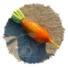 Betterave fourragère Guldaeno