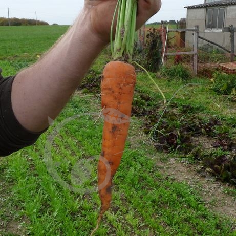 graine et semence Carotte rothild