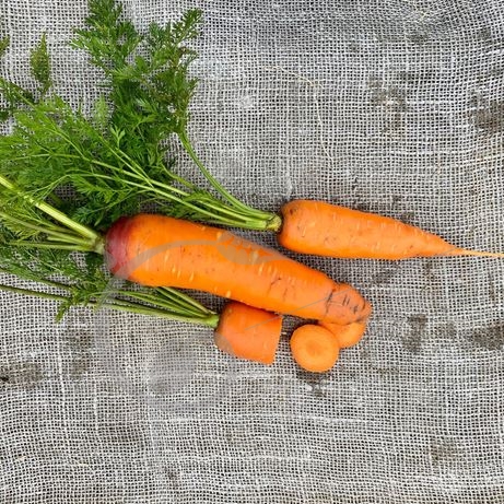 graine et semence Carotte Rodelika