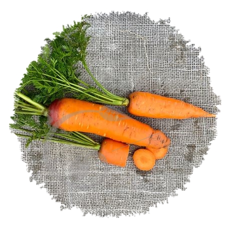 graine et semence Carotte Rodelika