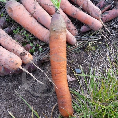 graine et semence Carotte Touchon