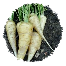 Carotte blanche de Küttingen