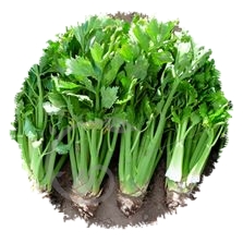 Céleri à côtes vert d'Elne sélection Germinance