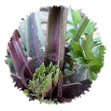 Céleri à côtes violet de Tours