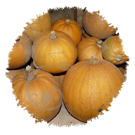 graine et semence Courge melonnette Jaspée de Vendée