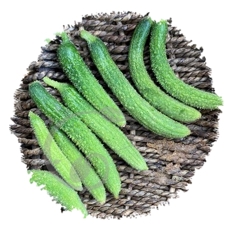 graine et semence Cornichon amélioré de Bourbonne