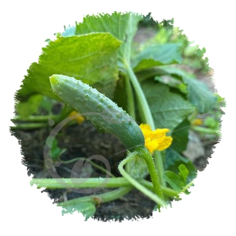 graine et semence Cornichon fin de Meaux