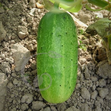 graine et semence Cornichon russe