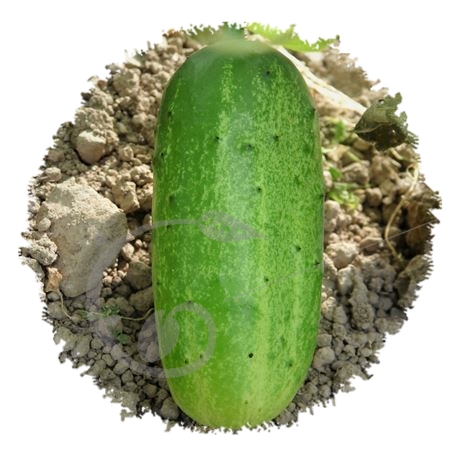 graine et semence Cornichon russe