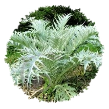 Cardon épineux argenté de Plainpalais