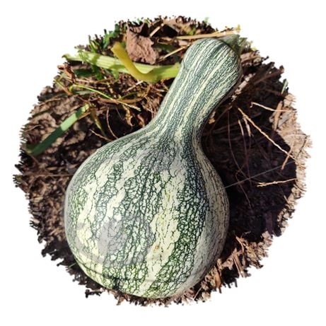 graine et semence Courge Cochiti pueblo
