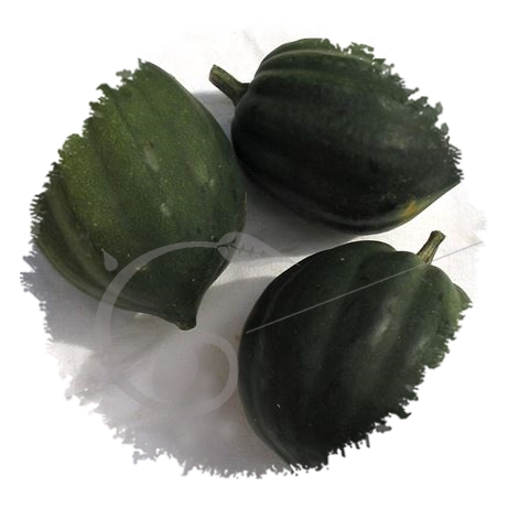 graine et semence Courge acorn verte Table queen