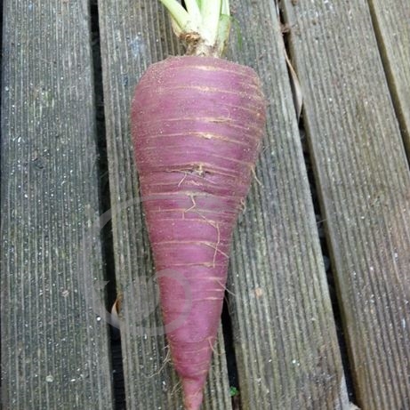 graine et semence Carotte violette Gniff