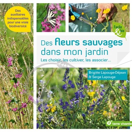 graine et semence Des fleurs sauvages dans mon jardin