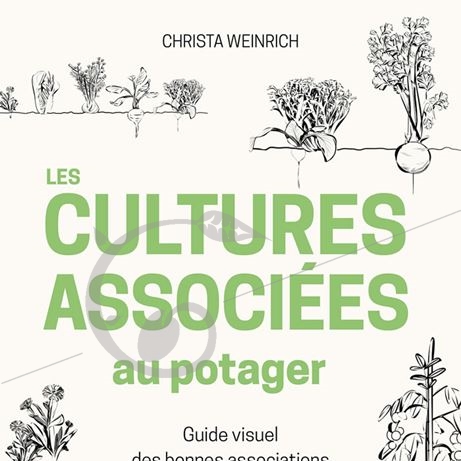 Les cultures associées au potager