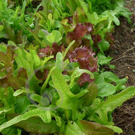 graine et semence Laitues à couper en mélange