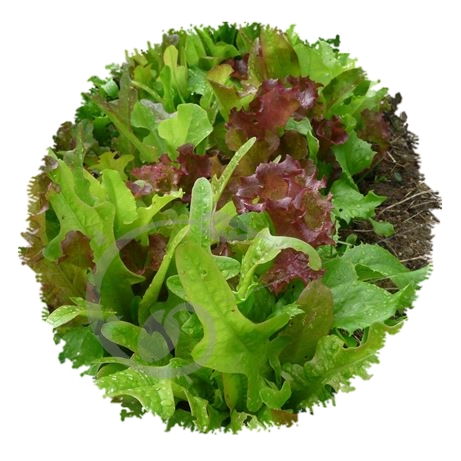 graine et semence Laitues à couper en mélange