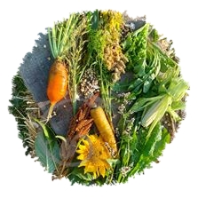 Engrais vert annuel Basse-Cour paysanne en mélange